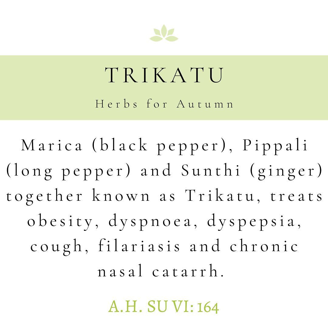 Herbs for Autumn - Trikatu.