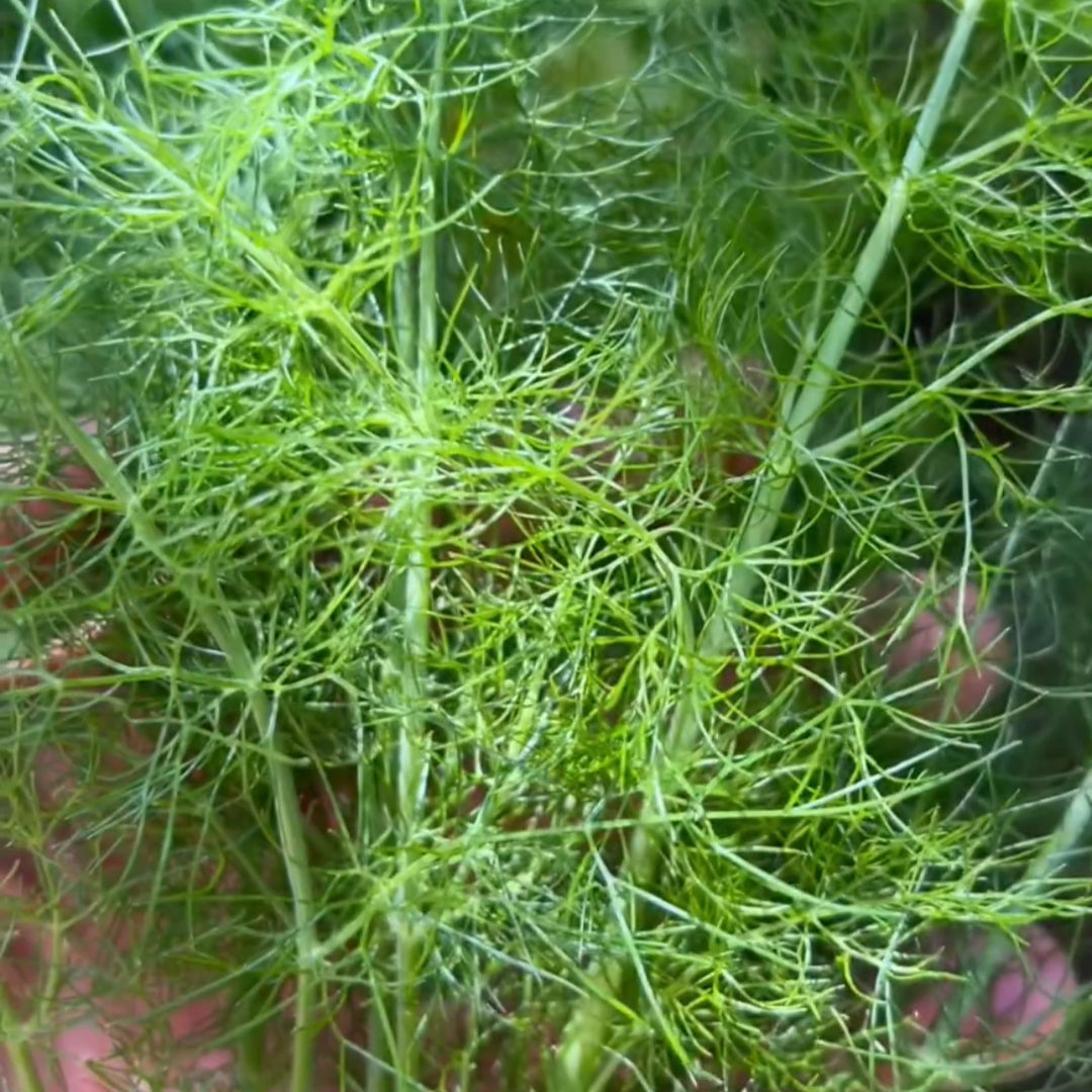 Foraging the Lakshmi garden for wild fennel and mint