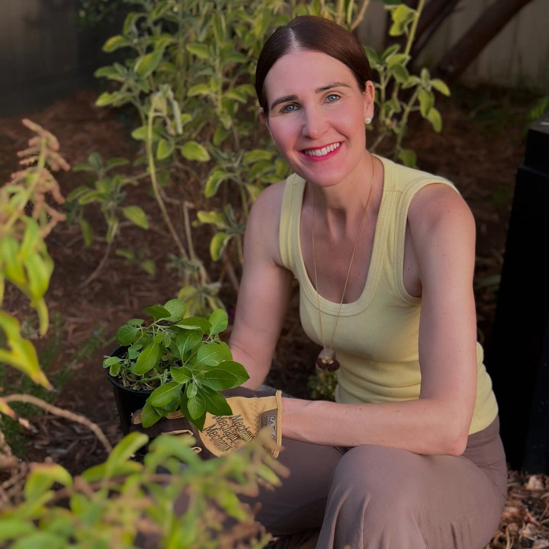 Ashwagandha leaves from the Lakshmi Garden.
