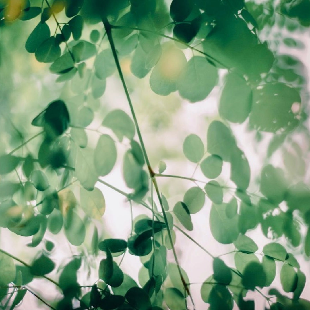 The MAGIC of MORINGA