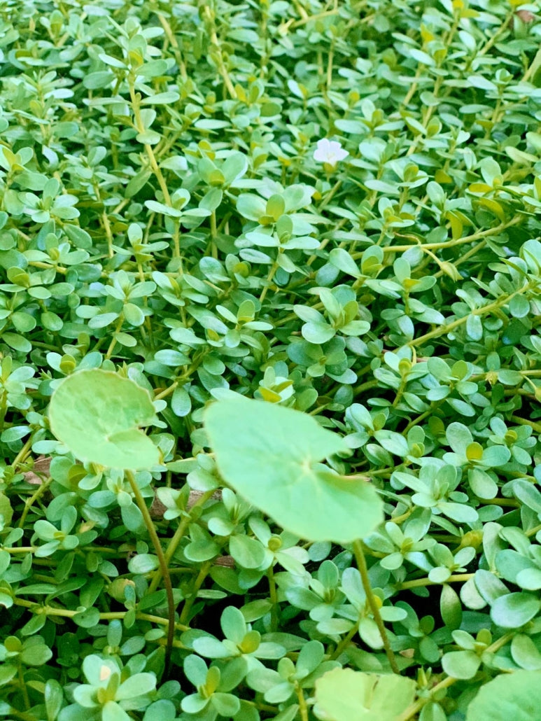 Brahmi (Bacopa-Gotukola powder) 100gm